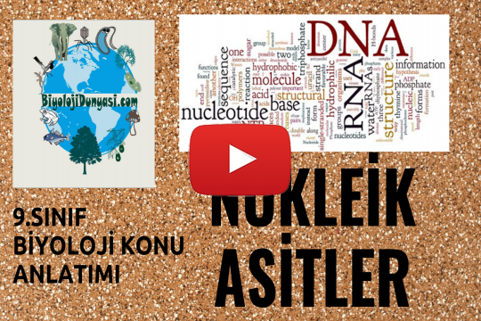 Nükleik Asitler ve Protein Sentezi Konu Anlatımı