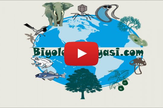 Biyoloji 9.Sınıf - Canlılığın Temel Bileşenleri (İnorganik Bileşikler)