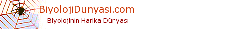 Biyoloji Dunyasi - Hayvanlar, Bitkiler, Sürüngenler, Genetik, Şifalı Bitkiler, Planlar, Pet, Evcil Hayvanlar, Jeolojik Devirler,Biyoloji Felsefesi, Besinler ve Beslenme, Diyet, Dinozorlar, İnsan Vücudu, Sistematik, Prokaryot, Eukaryot