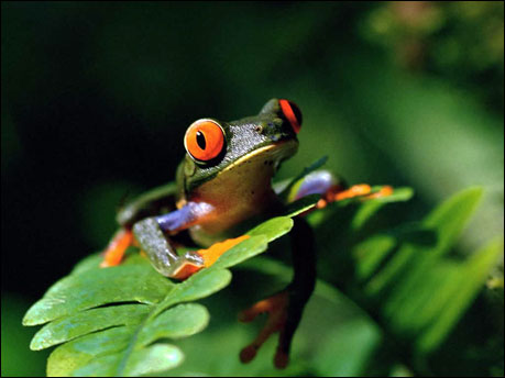 Kurbağalar (=Amphibia)