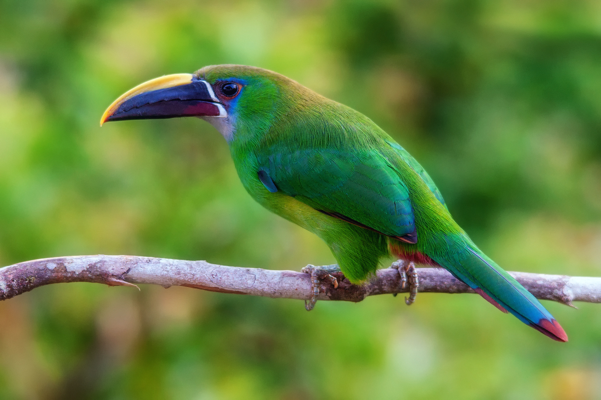 Kuşlar (=Aves)