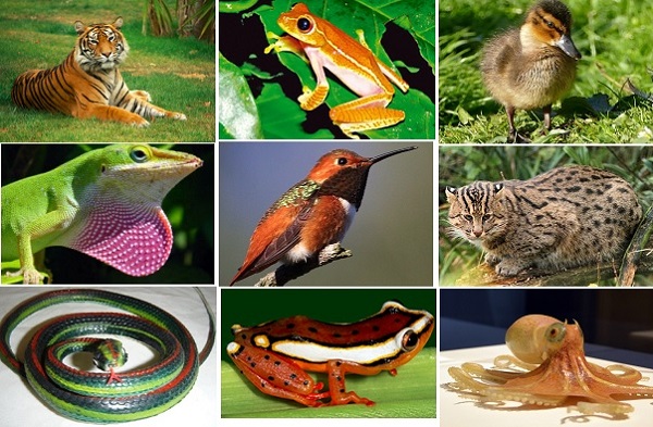 Hayvanlar(=Animalia)