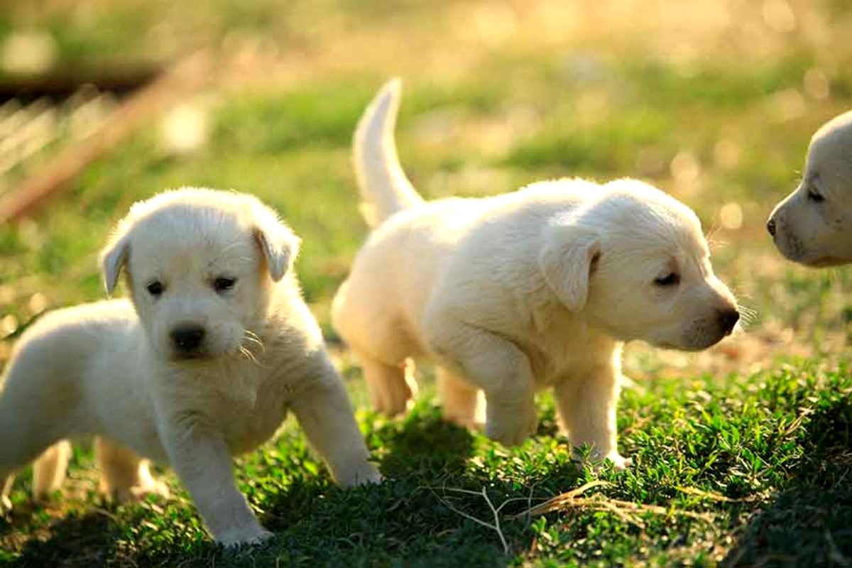 ☑ Köpeği odaya kapatmak