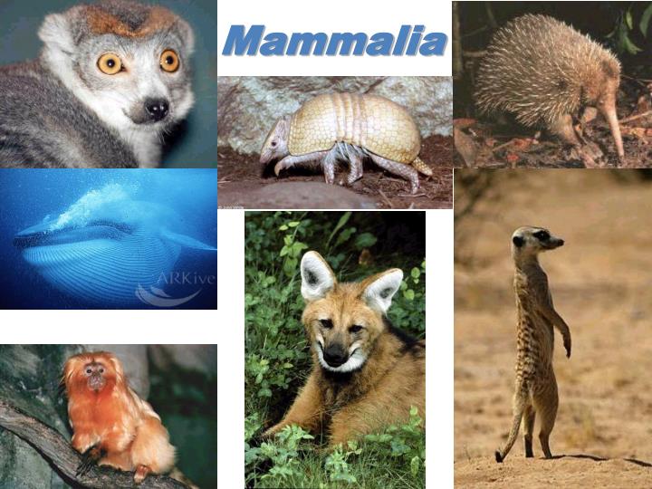 Memeliler (=Mammalia)