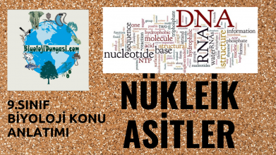 Nükleik Asitler ve Protein Konu Anlatım Videosu