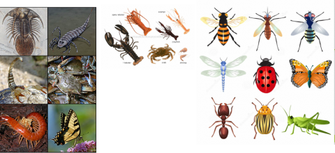 Eklembacaklılar  (=Arthropoda)