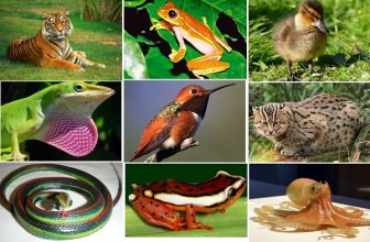 Hayvanlar(=Animalia)