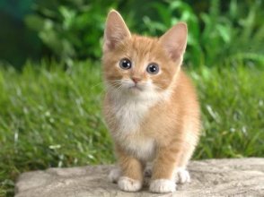 Kedi Bakımı ve Beslenmesi