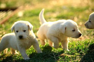Köpek Bakımı ve Beslenmesi