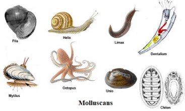Yumuşakçalarlar (=Mollusca)