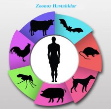Evcil Hayvan Hastalıkları-Zoonoz Hastalıklar
