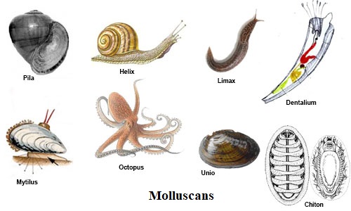 Yumuşakçalarlar (=Mollusca)