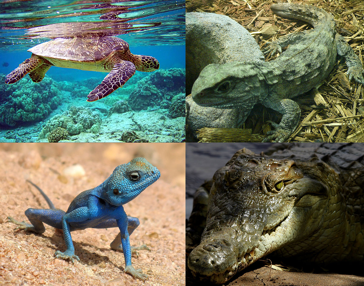 Sürüngenler (=Reptilia)